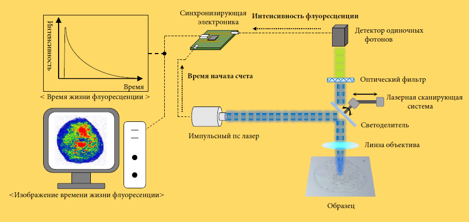 флу.png флу.png